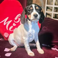 Kaylee Pocket Beagle, a female Beagle for sale in Falmouth, KY – Photo 4 of 10