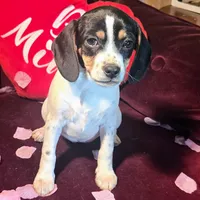 Kaylee Pocket Beagle, a female Beagle for sale in Falmouth, KY – Photo 2 of 10