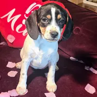 Kaylee Pocket Beagle, a female Beagle for sale in Falmouth, KY – Photo 2 of 10