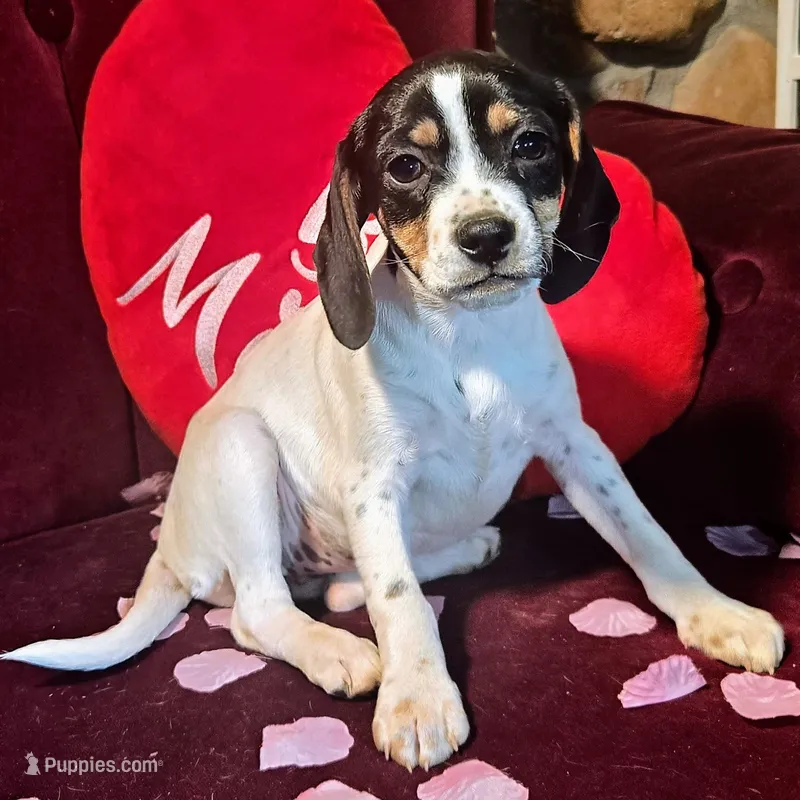 Kaylee Pocket Beagle – Beagle puppy for sale in Falmouth, KY