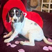 Kaylee Pocket Beagle, a female Beagle for sale in Falmouth, KY – Photo 8 of 10