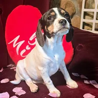 Kaylee Pocket Beagle, a female Beagle for sale in Falmouth, KY – Photo 9 of 10