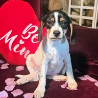 Kaylee Pocket Beagle, a female Beagle for sale in Falmouth, KY – Photo 5 of 10