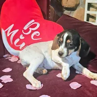 Kaylee Pocket Beagle, a female Beagle for sale in Falmouth, KY – Photo 7 of 10