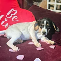 Kaylee Pocket Beagle, a female Beagle for sale in Falmouth, KY – Photo 6 of 10