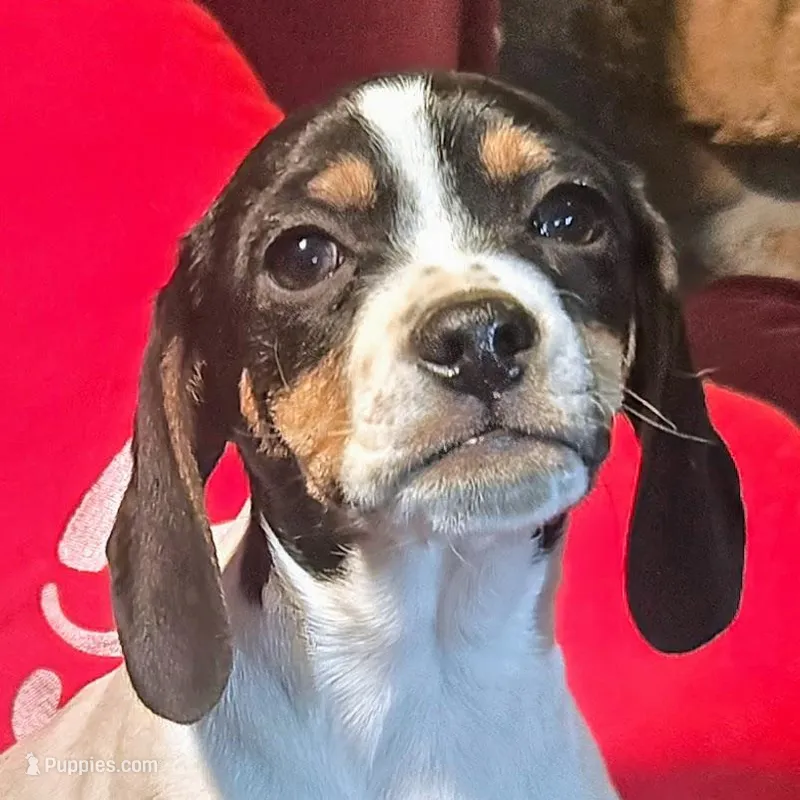 Kaylee Pocket Beagle, a female Beagle for sale in Falmouth, KY – Photo 1 of 10