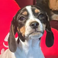Kaylee Pocket Beagle, a female Beagle for sale in Falmouth, KY – Photo 1 of 10