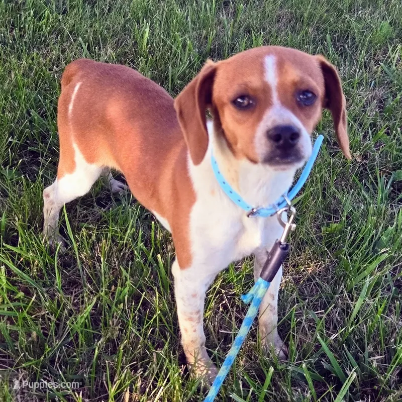 Luke Pocket Beagle – Beagle puppy for sale in Falmouth, KY