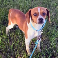 Luke Pocket Beagle, a male Beagle for sale in Falmouth, KY – 1 of 10