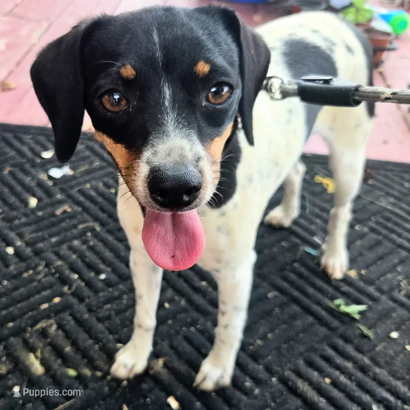 Kenzie Blue-ticked Pocket  – Beagle puppy for sale in Falmouth, KY