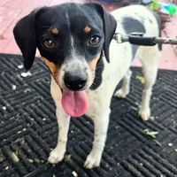 Kenzie Blue-ticked Pocket , a female Beagle for sale in Falmouth, KY – 1 of 9