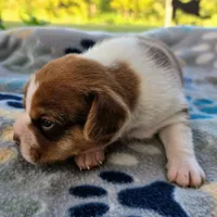 Harrison Pocket Beagle, a male Beagle for sale in Falmouth, KY – 8 of 10