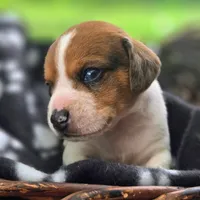Treasure Pocket Beagle, a male Beagle for sale in Falmouth, KY – 7 of 10