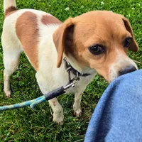 Maui Pocket Beagle, a male Beagle for sale in Falmouth, KY – 6 of 10