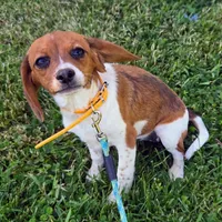 Cocoa Pocket Beagle, a female Beagle for sale in Falmouth, KY – 7 of 10