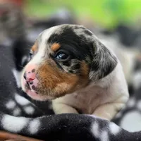 Jewell Pocket Beagle, a female Beagle for sale in Falmouth, KY – 8 of 10