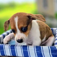 Treasure Pocket Beagle, a male Beagle for sale in Falmouth, KY – 4 of 10