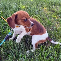 Cocoa Pocket Beagle, a female Beagle for sale in Falmouth, KY – 9 of 10