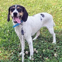 Kaylee Blue-ticked Pocket Beagle, a female Beagle for sale in Falmouth, KY – 3 of 10