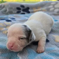 McCartney Pocket Beagle, a male Beagle for sale in Falmouth, KY – 6 of 10