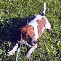 Ice Cream Pocket Beagle, a male Beagle for sale in Falmouth, KY – 7 of 10