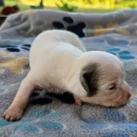McCartney Pocket Beagle, a male Beagle for sale in Falmouth, KY – 2 of 10