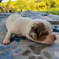 Lennon Pocket Beagle, a male Beagle for sale in Falmouth, KY – 3 of 10
