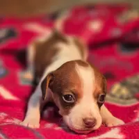 Rory Pocket Beagle, a female Beagle for sale in Falmouth, KY – Photo 7 of 10