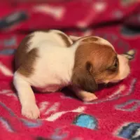 Rory Pocket Beagle, a female Beagle for sale in Falmouth, KY – Photo 6 of 10