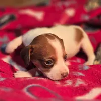 Rory Pocket Beagle, a female Beagle for sale in Falmouth, KY – Photo 10 of 10