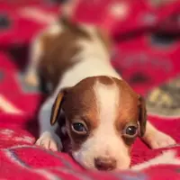 Rory Pocket Beagle, a female Beagle for sale in Falmouth, KY – Photo 1 of 10