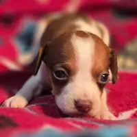 Rory Pocket Beagle, a female Beagle for sale in Falmouth, KY – Photo 5 of 10