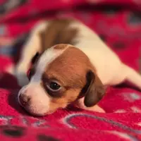 Rory Pocket Beagle, a female Beagle for sale in Falmouth, KY – Photo 4 of 10