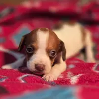 Rory Pocket Beagle, a female Beagle for sale in Falmouth, KY – Photo 3 of 10