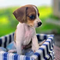 Treasure Pocket Beagle, a male Beagle for sale in Falmouth, KY – 6 of 10