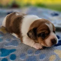 Harrison Pocket Beagle, a male Beagle for sale in Falmouth, KY – 2 of 10