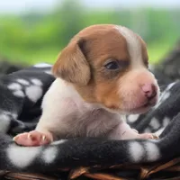 Golden Pocket Beagle, a male Beagle for sale in Falmouth, KY – 7 of 10