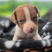 Golden Pocket Beagle, a male Beagle for sale in Falmouth, KY – 3 of 10