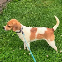 Maui Pocket Beagle, a male Beagle for sale in Falmouth, KY – 3 of 10