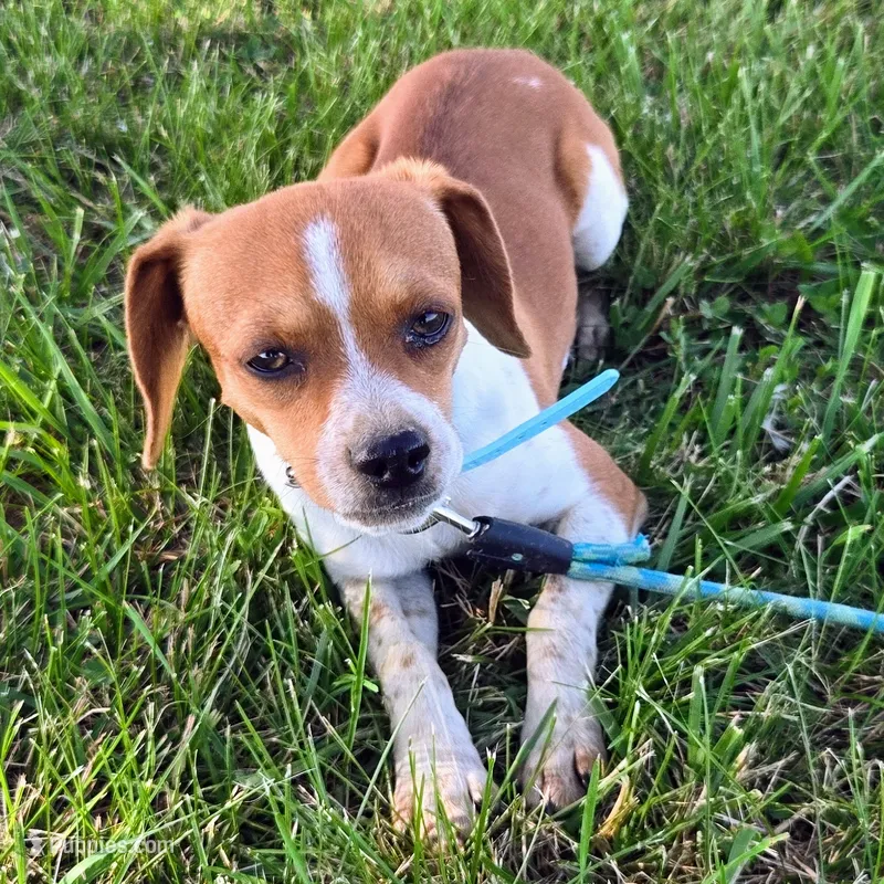 Luke Pocket Beagle – Beagle puppy for sale in Falmouth, KY