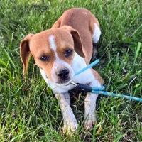 Luke Pocket Beagle, a male Beagle for sale in Falmouth, KY – 3 of 10