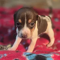 Nutmeg Pocket Beagle, a female Beagle for sale in Falmouth, KY – Photo 8 of 10