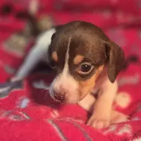 Nutmeg Pocket Beagle, a female Beagle for sale in Falmouth, KY – Photo 4 of 10