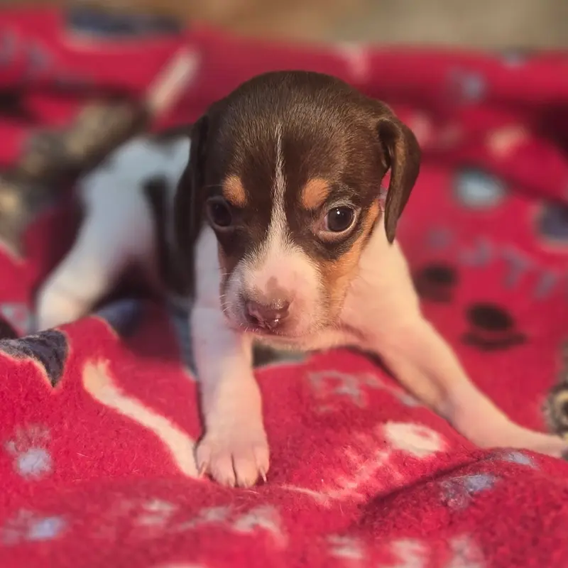 Nutmeg Pocket Beagle