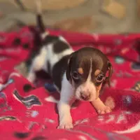 Nutmeg Pocket Beagle, a female Beagle for sale in Falmouth, KY – Photo 6 of 10