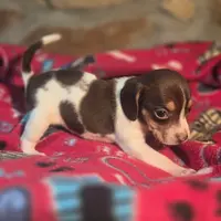 Nutmeg Pocket Beagle, a female Beagle for sale in Falmouth, KY – Photo 5 of 10