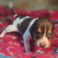 Nutmeg Pocket Beagle, a female Beagle for sale in Falmouth, KY – Photo 9 of 10
