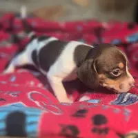 Nutmeg Pocket Beagle, a female Beagle for sale in Falmouth, KY – Photo 2 of 10