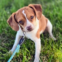 Sam Pocket Beagle, a male Beagle for sale in Falmouth, KY – 2 of 10