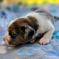Starr Pocket Beagle, a male Beagle for sale in Falmouth, KY – 6 of 10